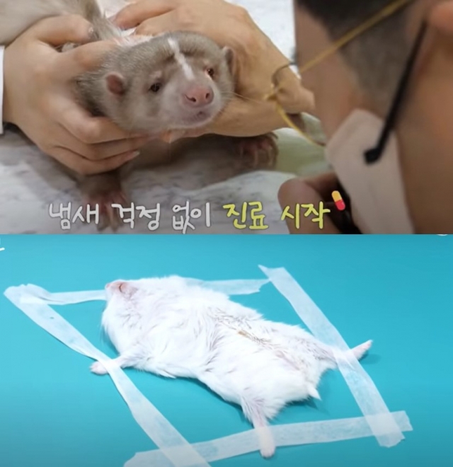 To heal tiny animals, South Korean vet turns to creativity
