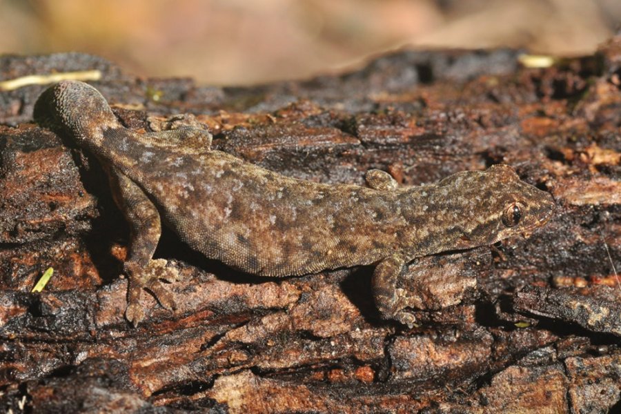 Discovery of new gecko species in Cambodia’s Cardamom Mountains highlights biodiversity
