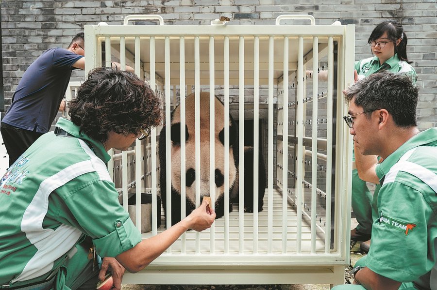 Birth of twin pandas brings twice the joy in China