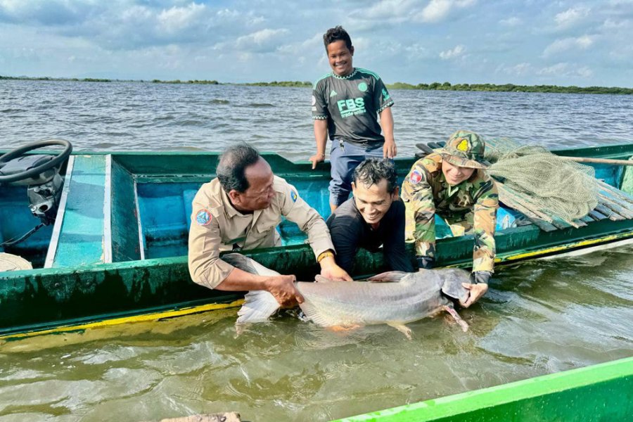 100 million fish rescued and released in crackdown on illegal fishing in Cambodia