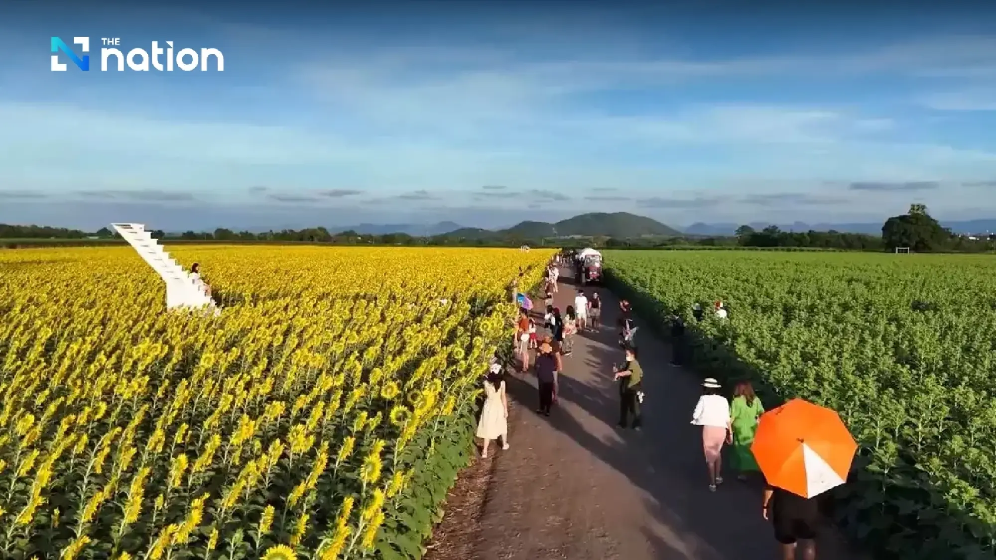 Tourists are flocking to Lopburi’s spectacular sunflower fields