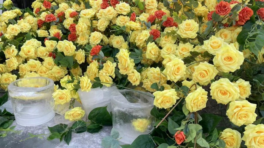Frozen roses: spring meets winter in China’s Harbin