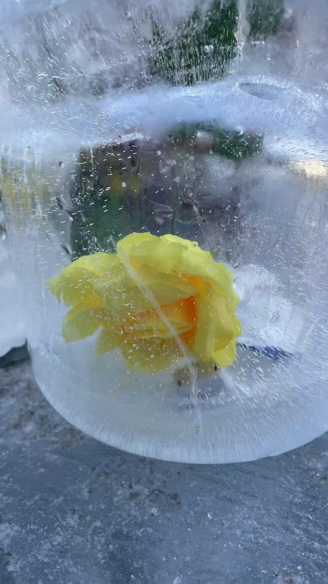 Frozen roses: spring meets winter in China’s Harbin