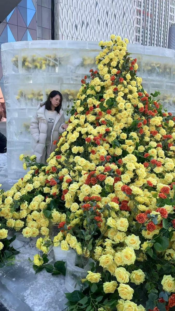 Frozen roses: spring meets winter in China’s Harbin