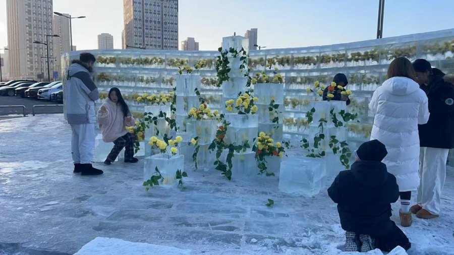 Frozen roses: spring meets winter in China’s Harbin
