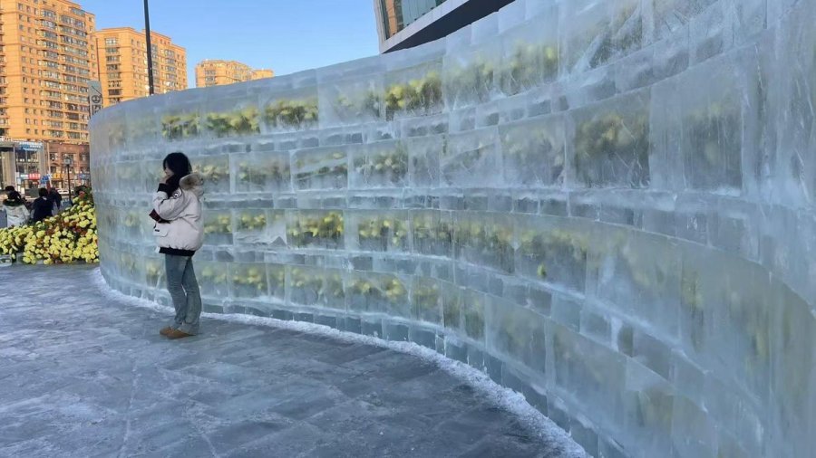 Frozen roses: spring meets winter in China’s Harbin