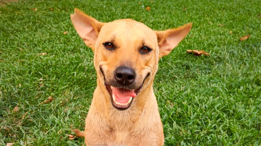 Adopt love, reject cruelty: The modern pet life