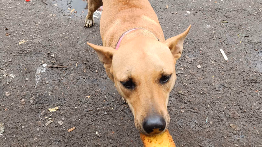 Adopt love, reject cruelty: The modern pet life