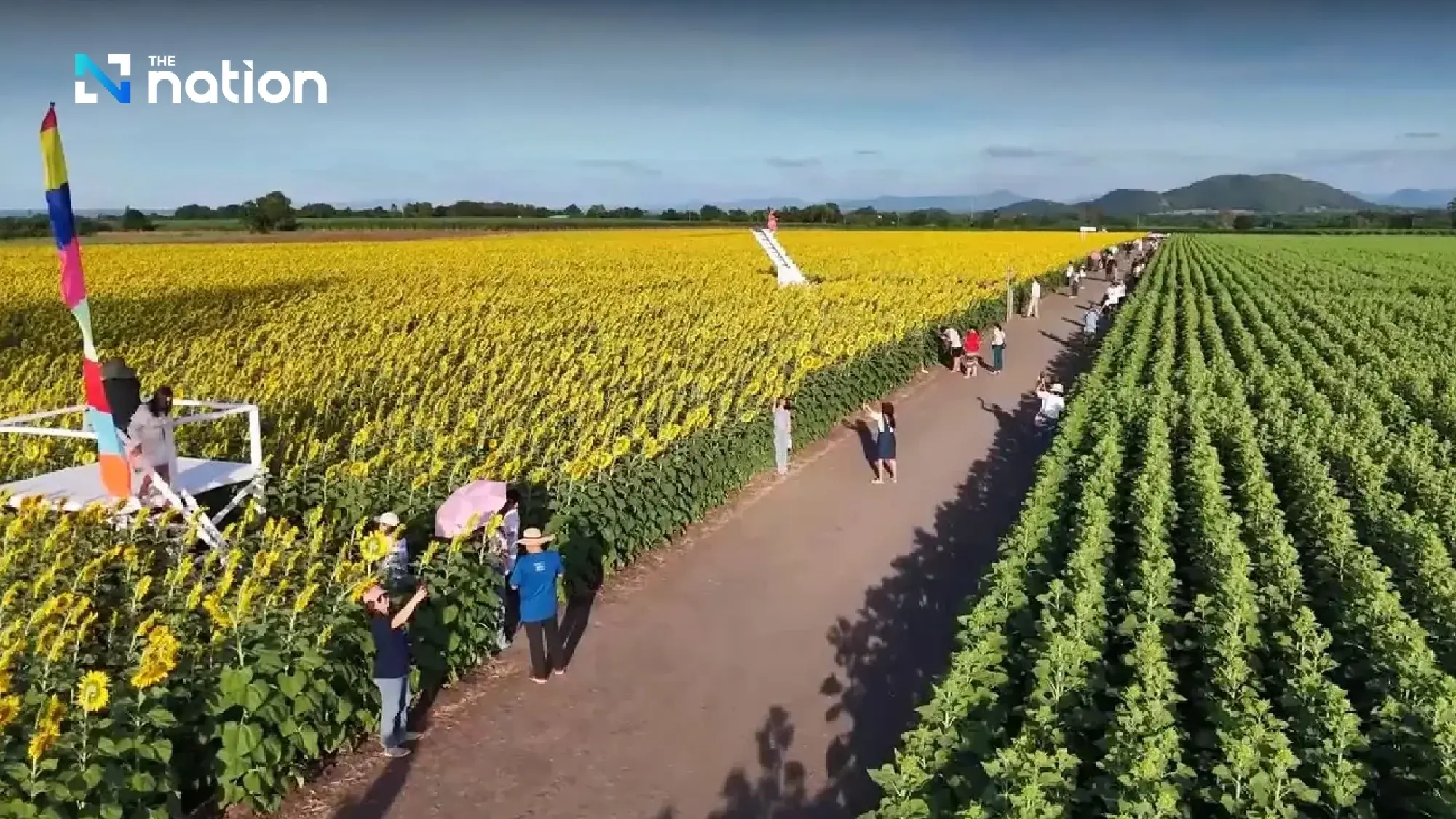 Tourists are flocking to Lopburi’s spectacular sunflower fields