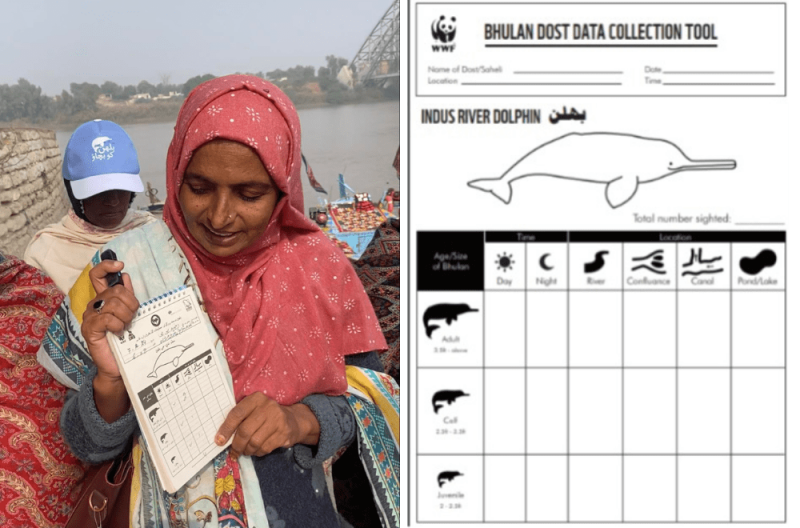 If we don’t save the Indus River dolphins, we also risk losing the river they call home