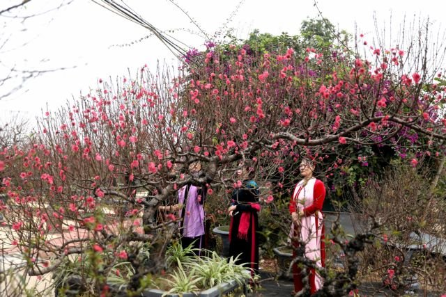 Vibrant blossoms bloom across Vietnam to welcome Tet