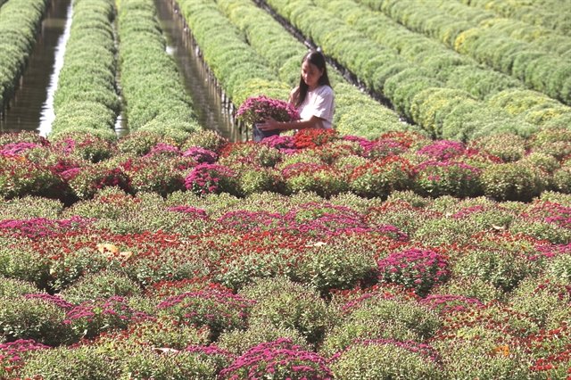 Vibrant blossoms bloom across Vietnam to welcome Tet