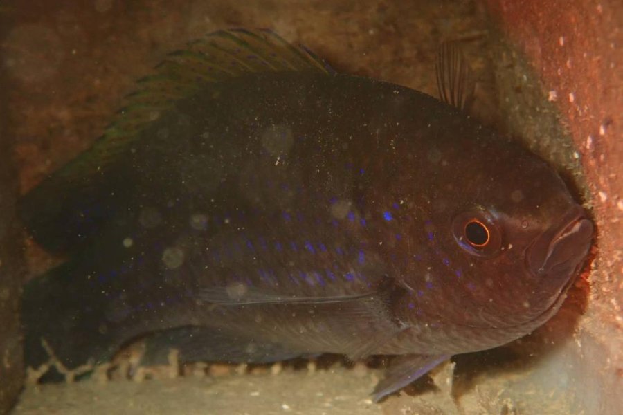 Green walls and fish houses: How Singapore researchers are bringing life back to urban areas