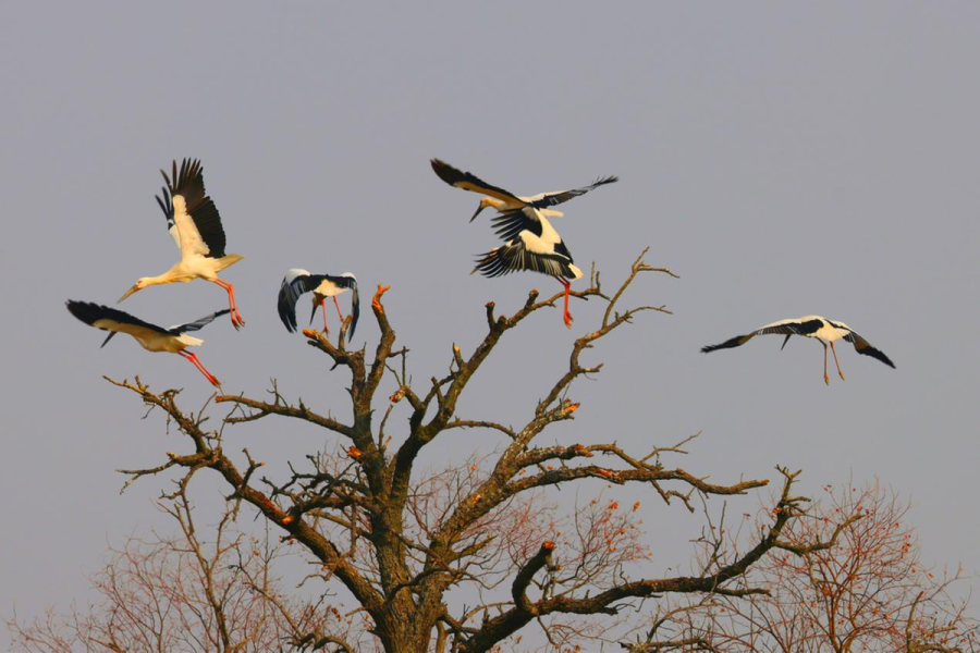 Rare sighting: Oriental white storks perch on trees in China’s Jiangxi