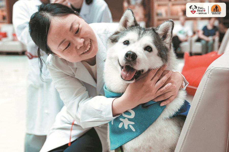 When dogs become therapists in China