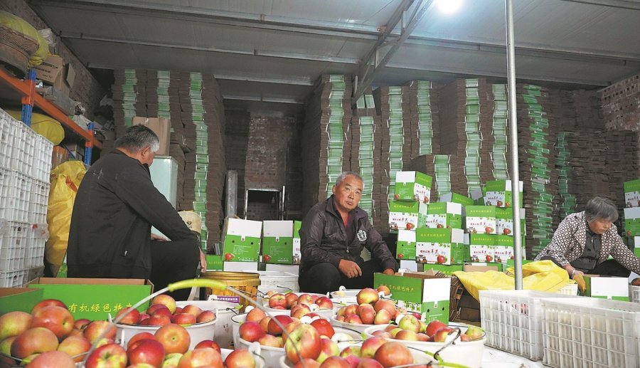 Inner Mongolia’s apple orchards mitigate soil erosion