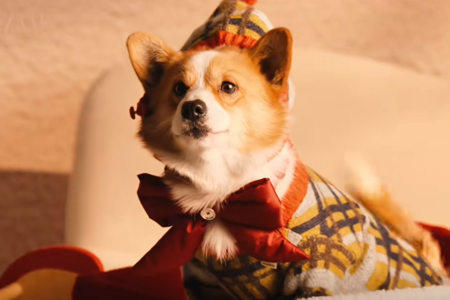 China’s first corgi police dog loses ‘performance bonus’ after it sleeps on the job, pees in basin