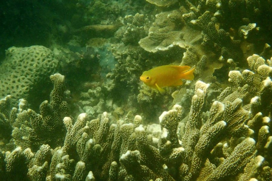 Green walls and fish houses: How Singapore researchers are bringing life back to urban areas