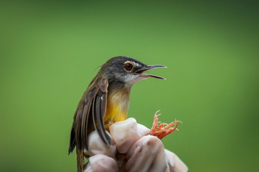 Singaporean experts on the hunt for diseases that can spread from animals to humans