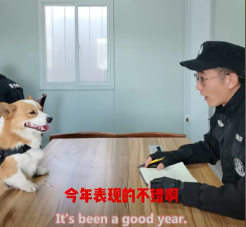China’s first corgi police dog loses ‘performance bonus’ after it sleeps on the job, pees in basin