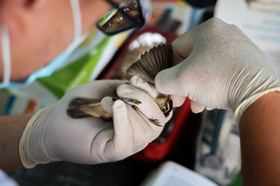 Singaporean experts on the hunt for diseases that can spread from animals to humans