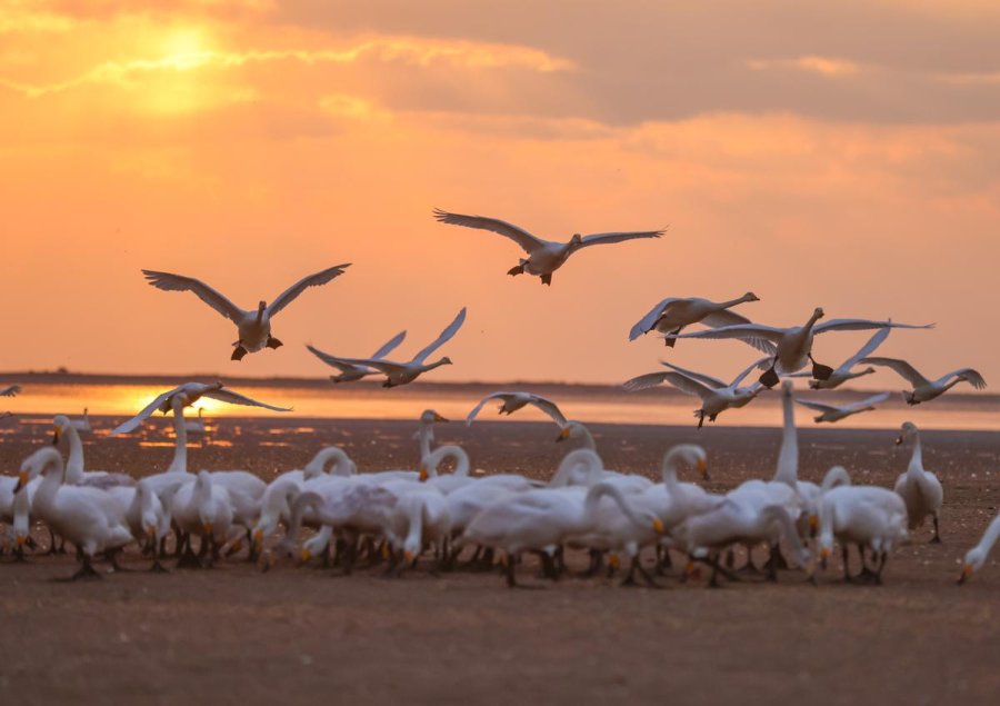Young swans practice flying in China’s Shandong
