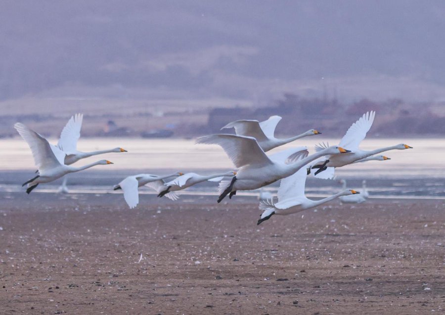 Young swans practice flying in China’s Shandong