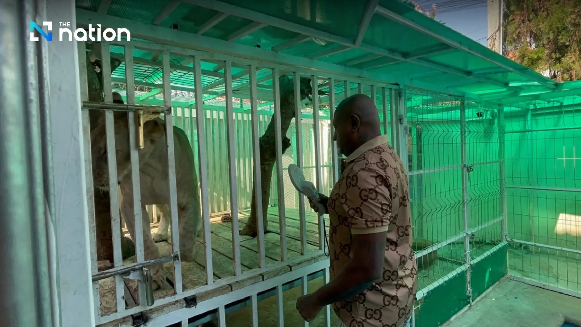 Residents alarmed as pet lions roar through the night in Thailand’s Pattaya