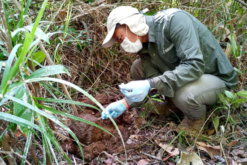 World-first genetic study suggests chance at future for Cambodia’s gentle giants