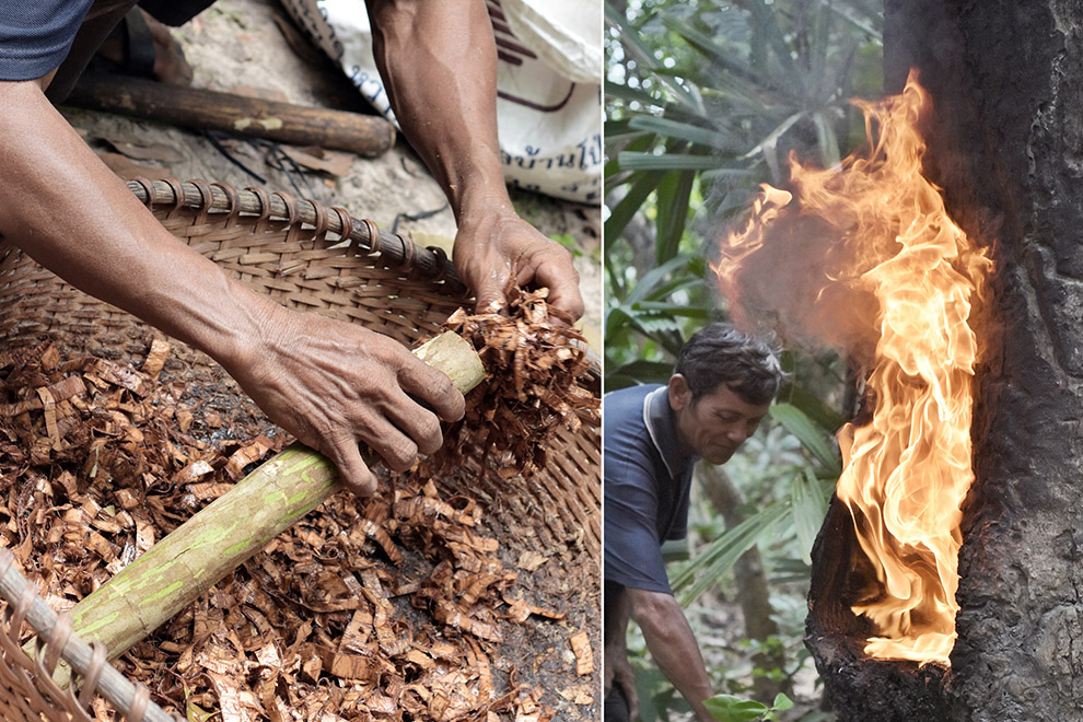 Cambodia’s Kouy community heroes: Guardians of forests and culture