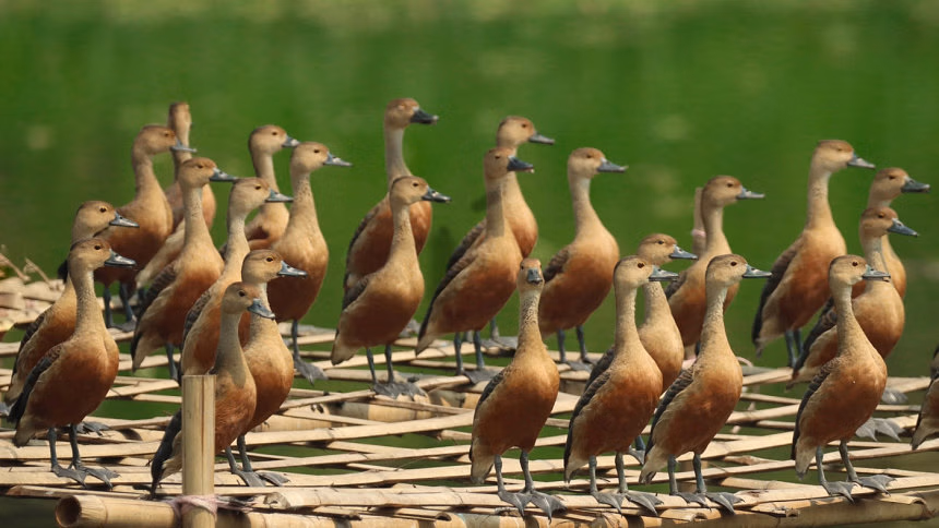 Lesser Whistling Duck population increases at Jahangirnagar University in Bangladesh