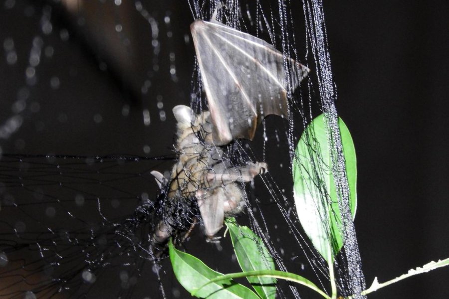 Over 40 bats dropped to the ground at Singapore university in past 6 months; students trying to find out why