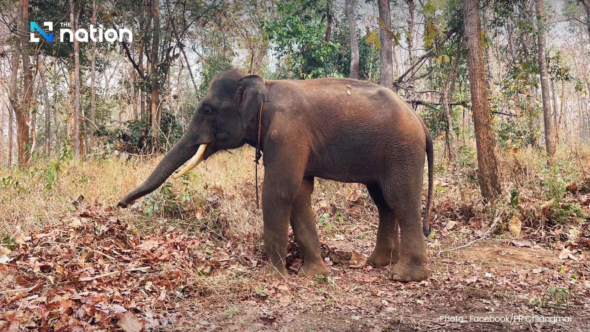 Elephant camps in Thailand’s Chiang Mai cooperate to prevent forest fire
