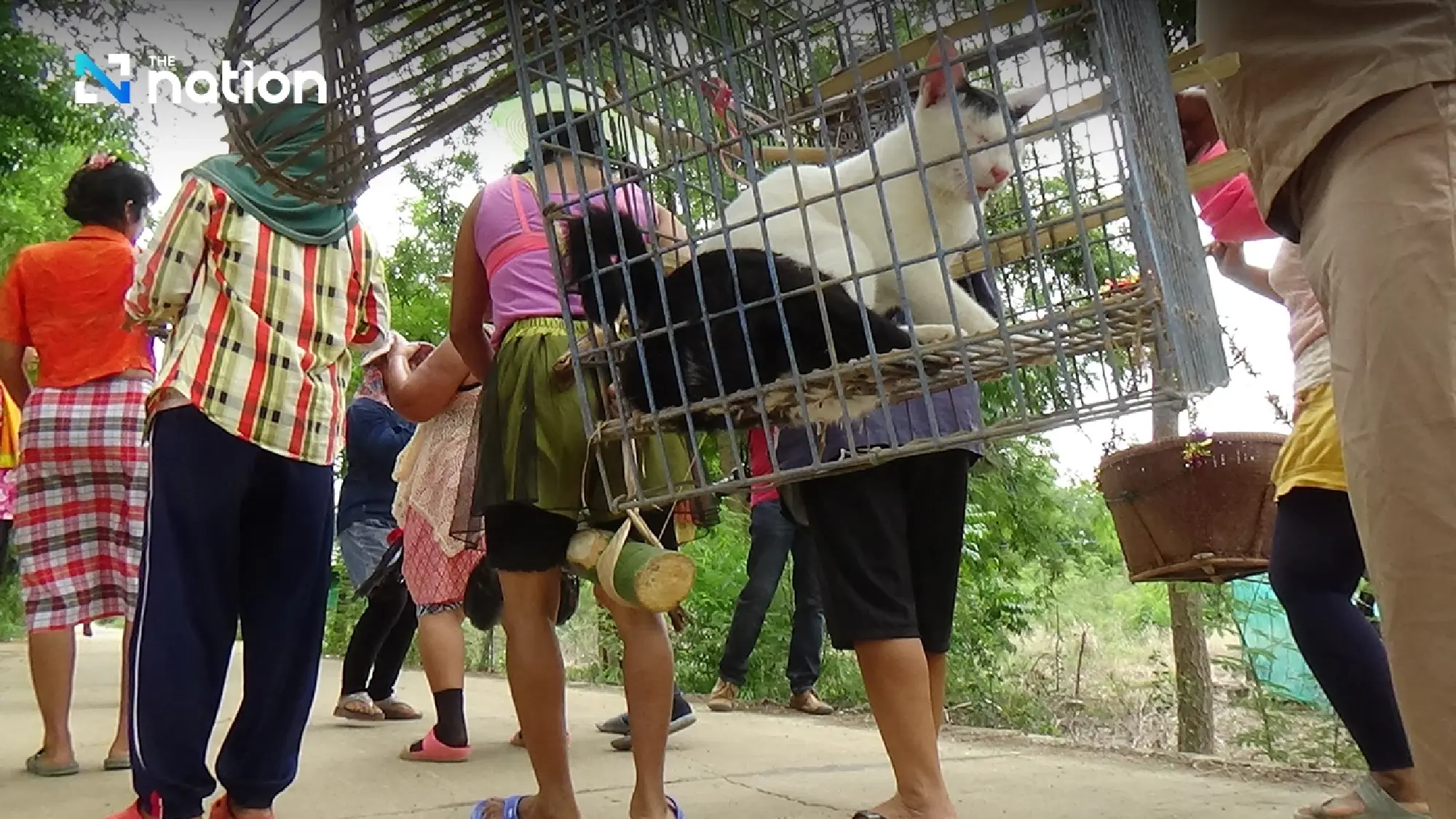 Get to know Thailand’s unique rain-making festival that involves cats