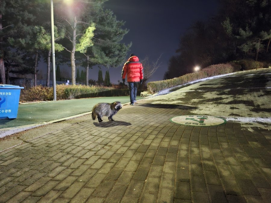 When sun sets, raccoon dogs come out to play in Seoul’s parks