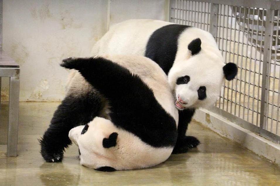 Love is in the air: Giant panda enclosure in Singapore Zoo to