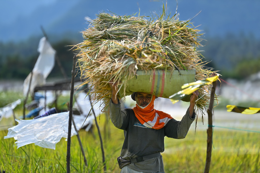 Indonesia Rejects Malaysian Rice Purchase Request