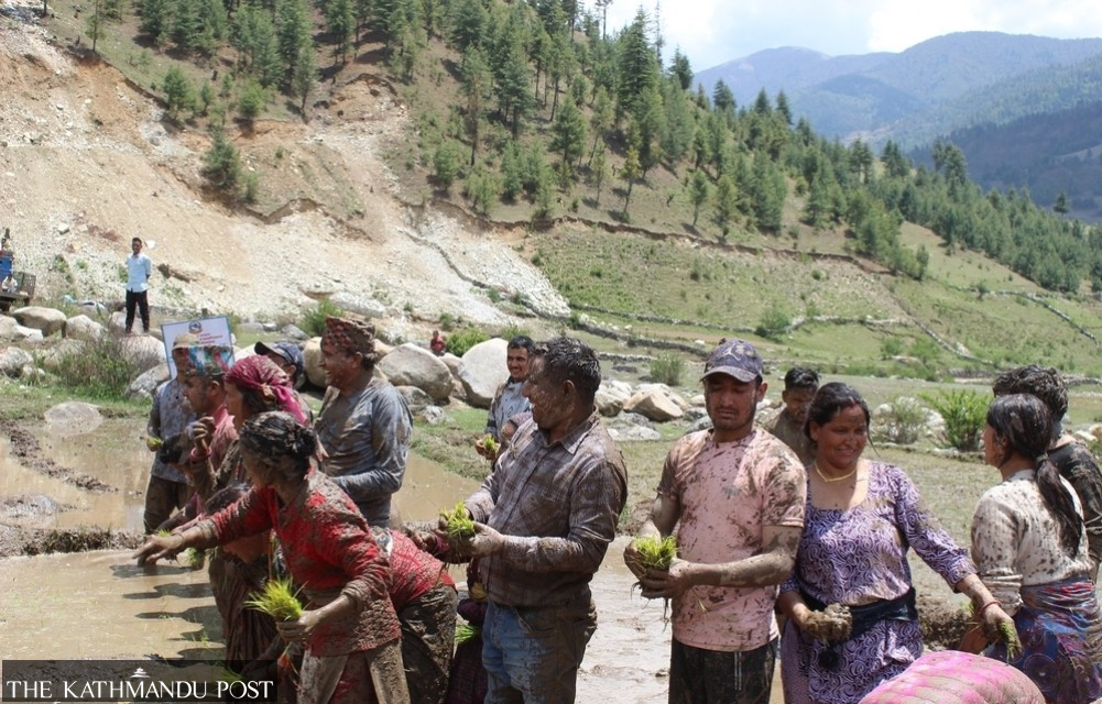 Nepal’s famed Marsi rice sees new planting season in Chhumchaur
