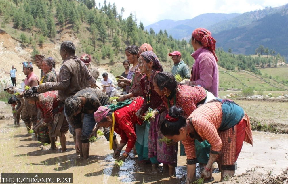 Nepal’s famed Marsi rice sees new planting season in Chhumchaur