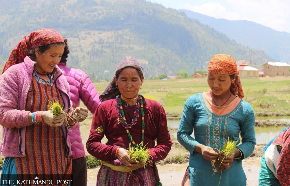 Nepal’s famed Marsi rice sees new planting season in Chhumchaur