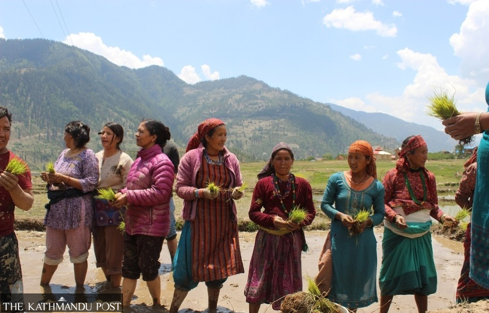 Nepal’s famed Marsi rice sees new planting season in Chhumchaur