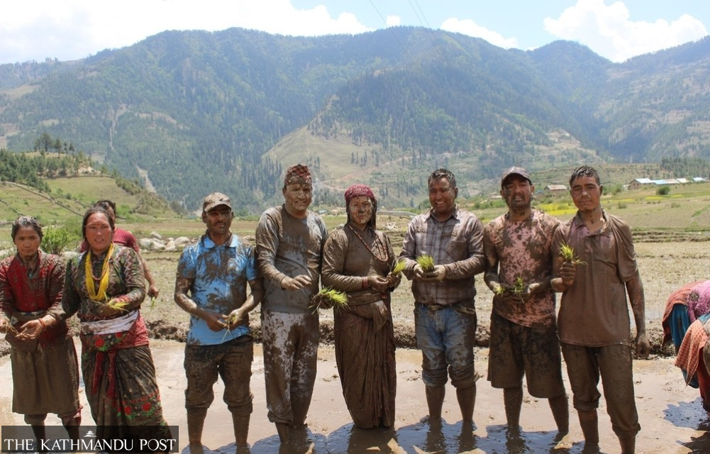 Nepal’s famed Marsi rice sees new planting season in Chhumchaur