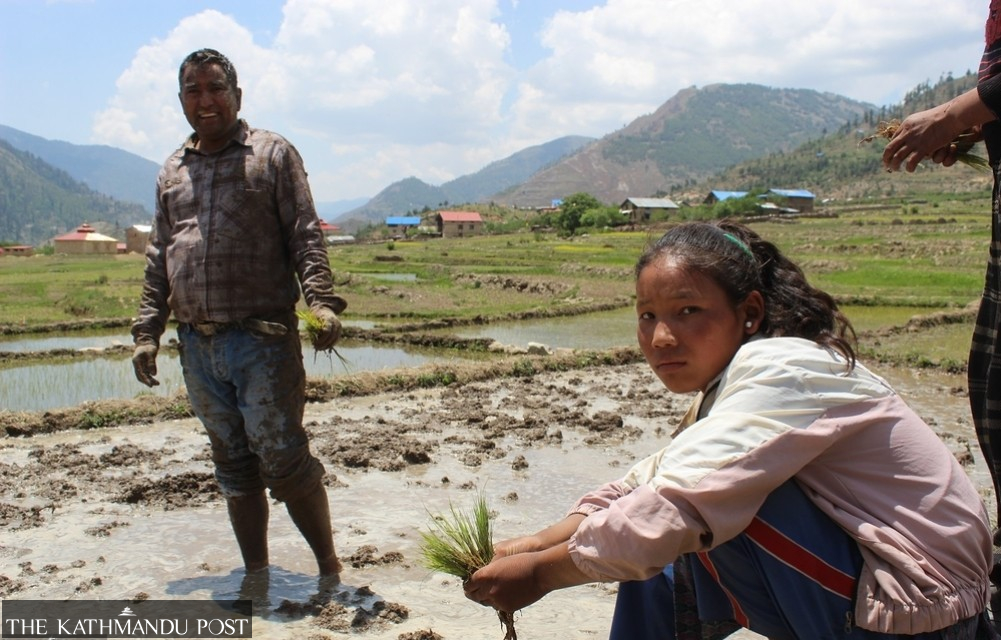 Nepal’s famed Marsi rice sees new planting season in Chhumchaur