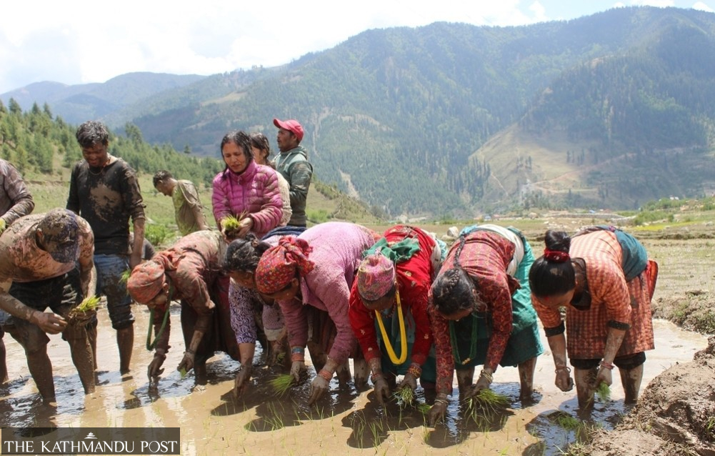 Nepal’s famed Marsi rice sees new planting season in Chhumchaur
