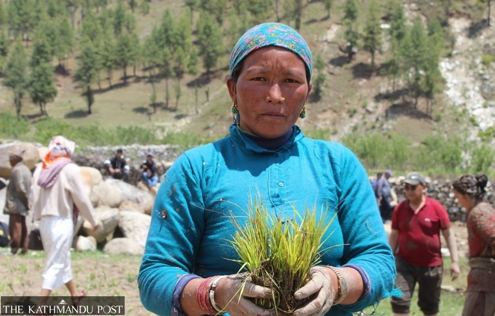 Nepal’s famed Marsi rice sees new planting season in Chhumchaur