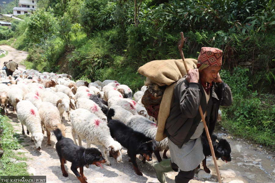 Art of transhumance: The intertwined lives of sheep and their Himalayan herders