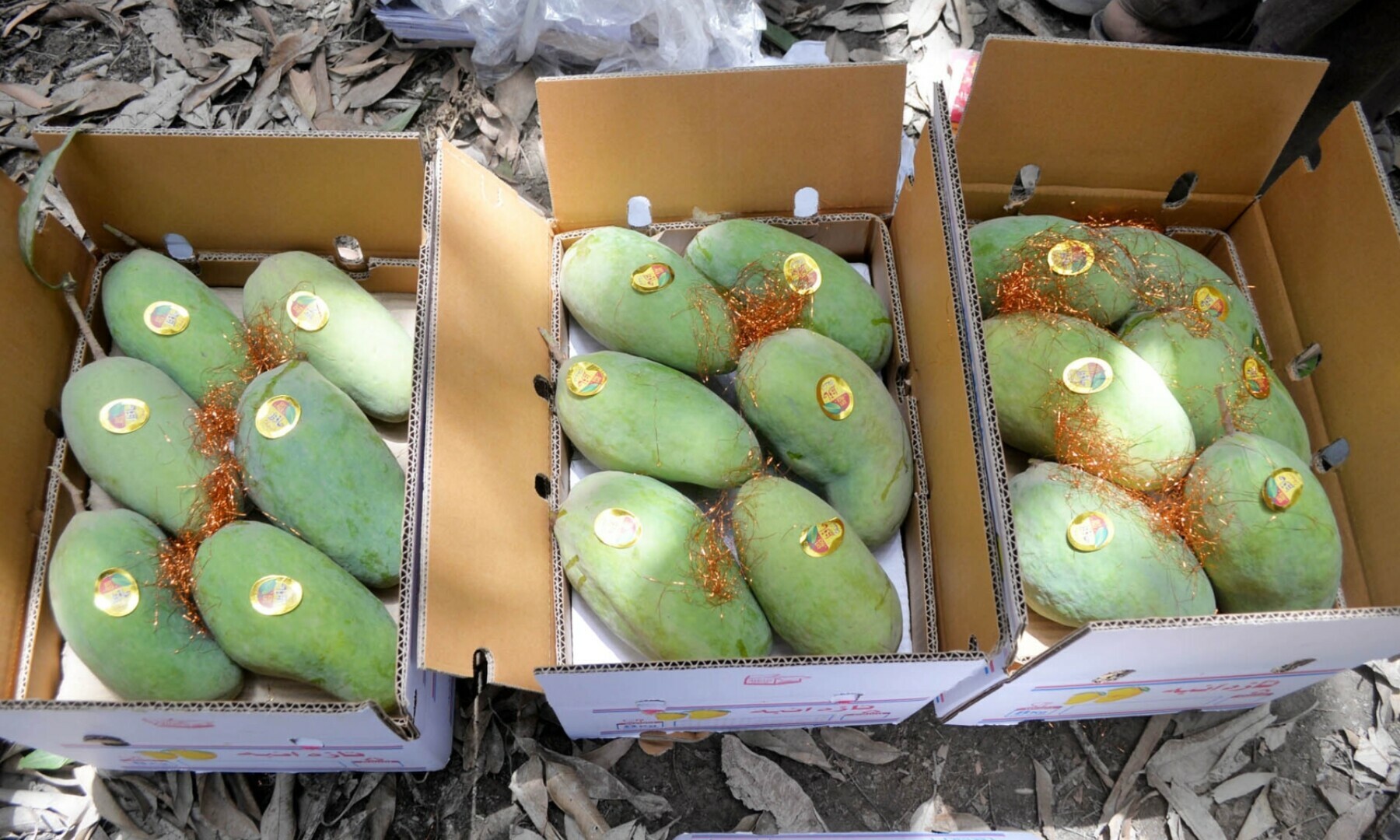 Malformation, pests and water shortage: The mango meltdown in Pakistan’s Sindh