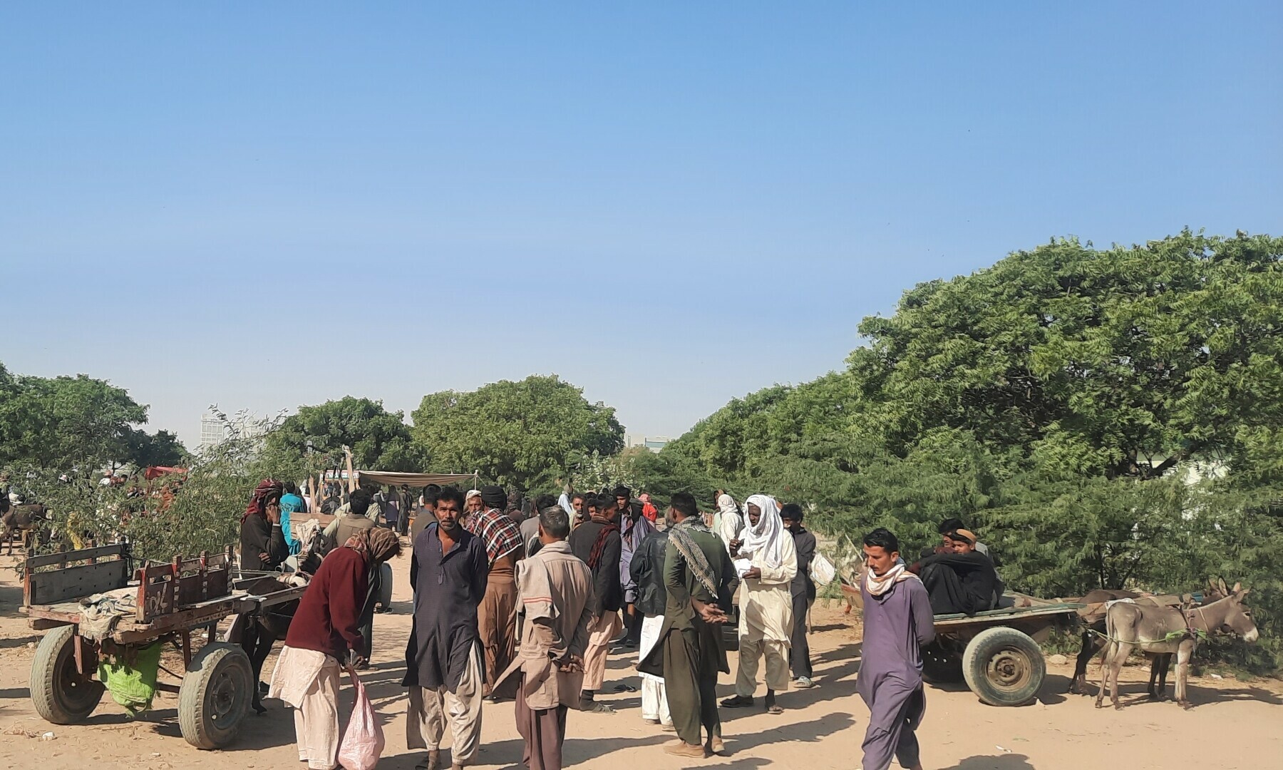 Donkey business: What China wants with Pakistan’s beasts of burden