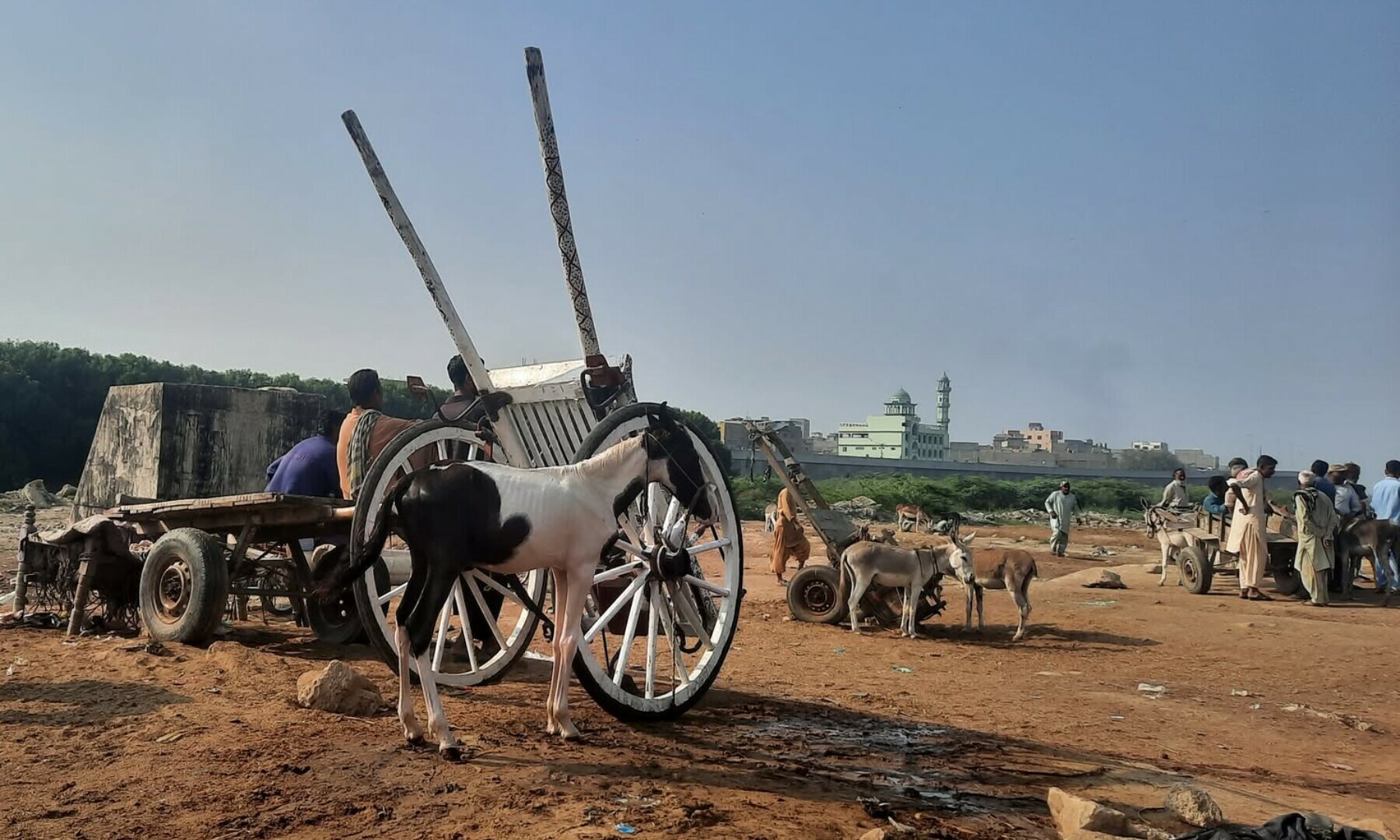 Donkey business: What China wants with Pakistan’s beasts of burden