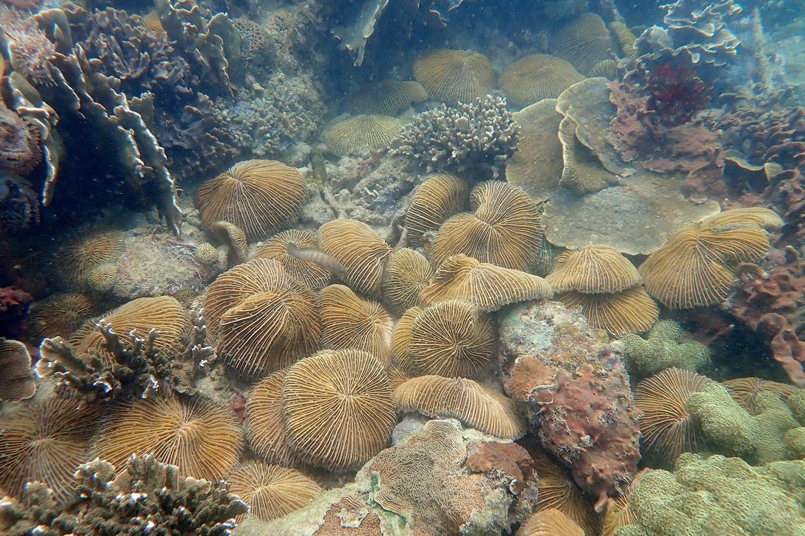 While Singapore corals thrive in murky waters, mud from land can threaten their survival: Study
